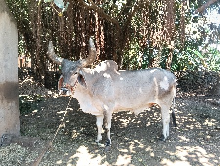 બળદ વેચવાનો છે