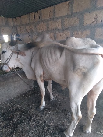 બળદ ચાર ધર