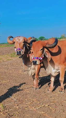 ત્રીદેરના બોરીયા વેચવાના છે ટોટલ જ
