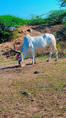 એ પાણી વેચવાનો છે ફુલ જવાબદારી ફૂલ
