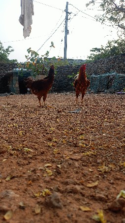 અશીલ મુરઘો