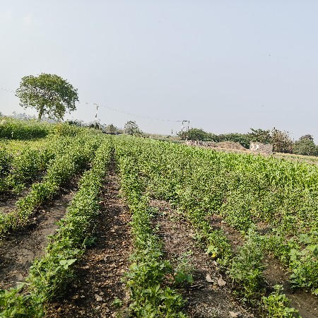 મરશી નો રોપ વેસવા નો છે