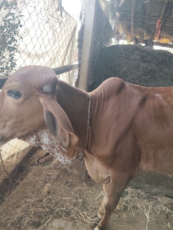 थंबनेल 2