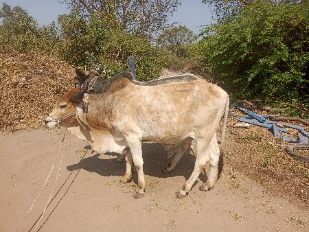 બદલાયો જવાના છે ચાર ચાર દાતે