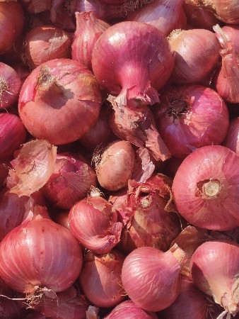 પીવી પડતી ડુંગળી વેચવાની છે