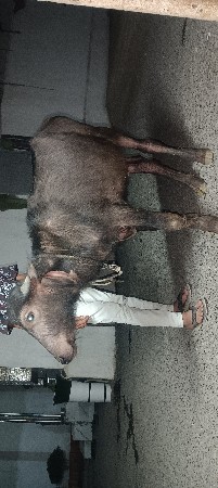 દોઢ વરસની પાડી વેચવાની છે