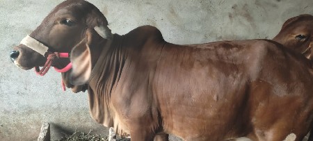 थंबनेल 3