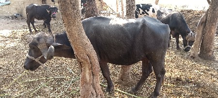 थंबनेल 2