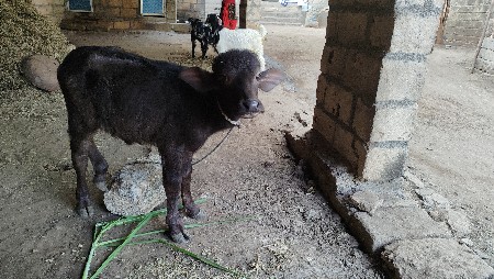 थंबनेल 3