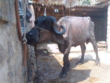 જાફરબાદી ખડેલી વેંચવાની છે ઊંચાઈ