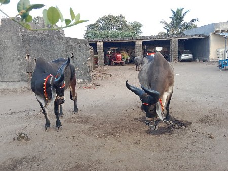 ગોઢલા વેચવાના છે