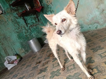 કોમેડીયન કૂતરી