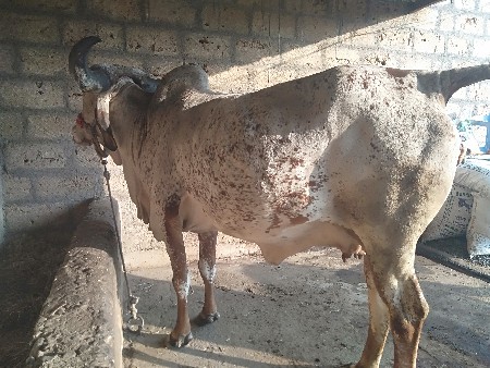 થંબનેલ 3