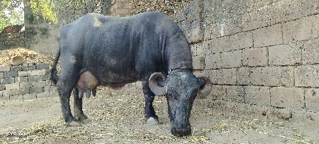 ભેંસ વેશવાની છે