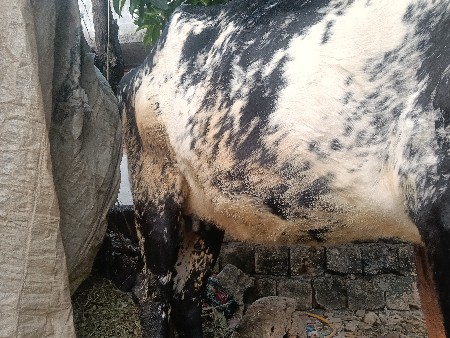 थंबनेल 2