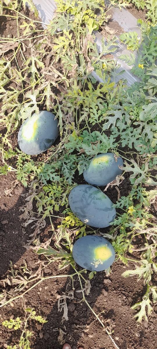 થંબનેલ 3