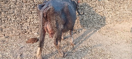 थंबनेल 2