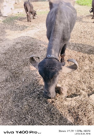 વેચવાની છે