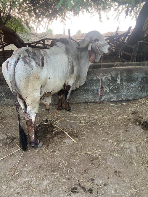 વેસવાનુ