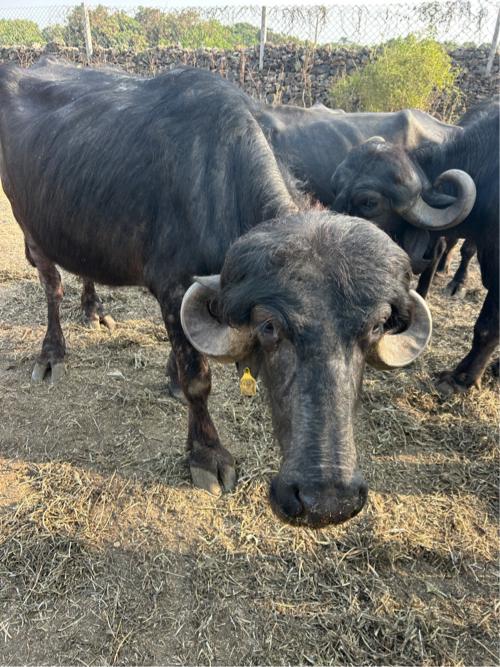 થંબનેલ 3