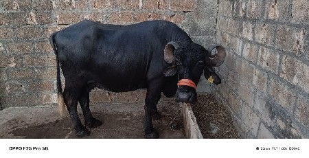 ભેંસ વેસવાની છે.