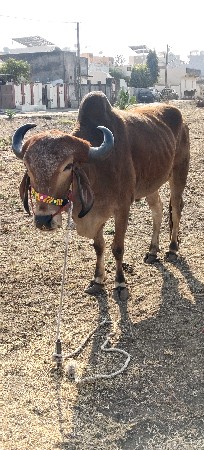 બળદ વેચવાના છે