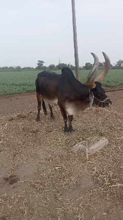 બળદ વેંચવા નો છે