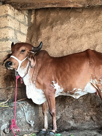 થંબનેલ 4