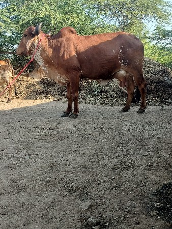 थंबनेल 2