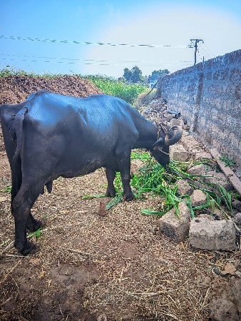 ભેશ વેચવાની છે.