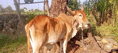 थंबनेल 2