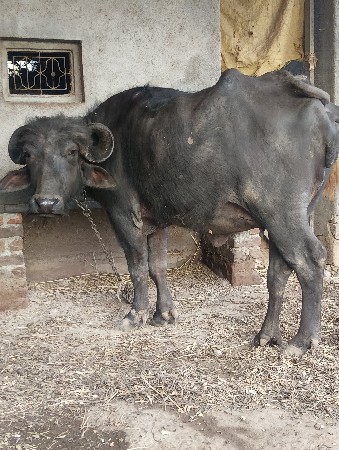 થંબનેલ 2