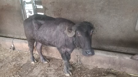 બે ખડેલી વેચવાની છે