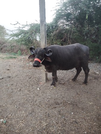 ભેસ વેચવાની છે