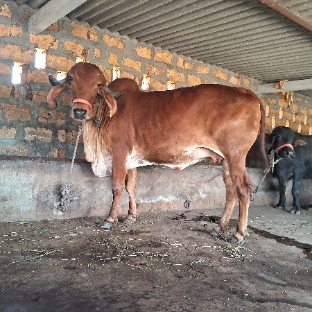 ગાય વેચવાની છે