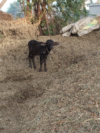 थंबनेल 3