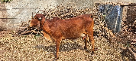 थंबनेल 2