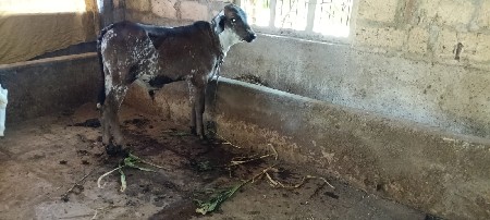 थंबनेल 3