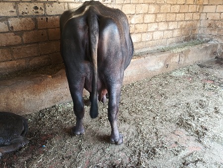 આ ભેસ વેચવાની છે