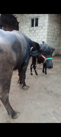 આ ખડાઈ વેચવાની છે સાટા ભેંસ અથવા