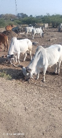 જૂનાગઢ જીલ્લો તાલુકો ગોસ્વામી જવાબ