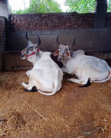 મયુર મનસુખભાઈ રૈયાણી 9913106397