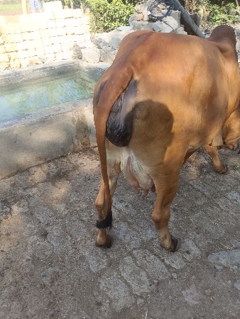 થંબનેલ 3