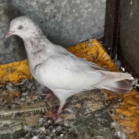 કબુતર વેસવાનુછે