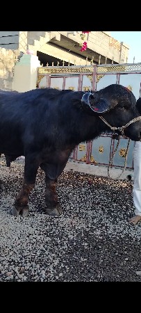 પાડો વેચવાનો છે