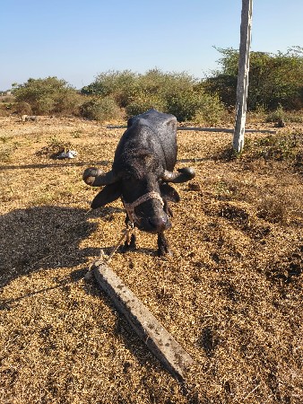 bhesh vechavani chhe