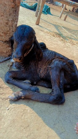 થંબનેલ 2