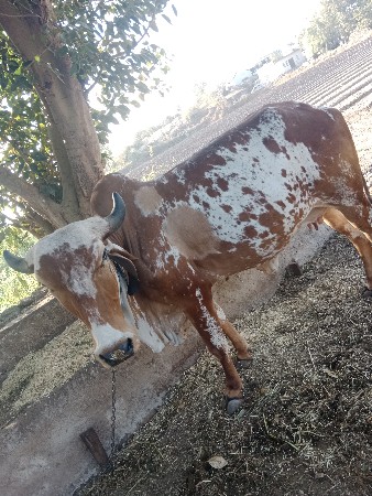 थंबनेल 3