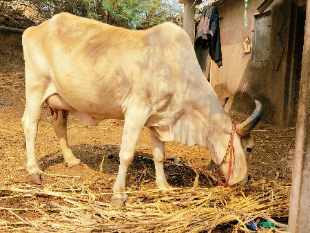 ગાય વેચવાની