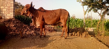 थंबनेल 2